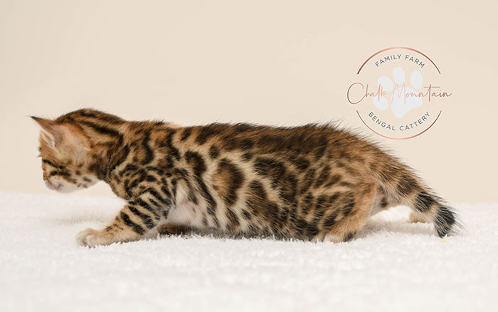 Bengal kitten for sale